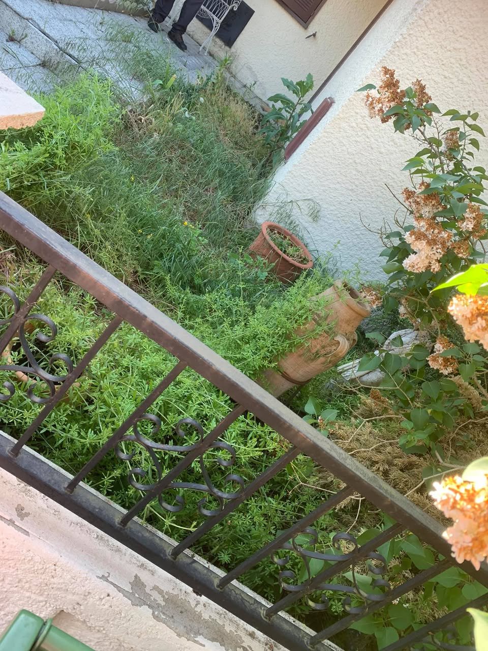 Jardin envahi végétation